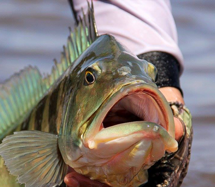 Pesca esportiva é nossa paixão